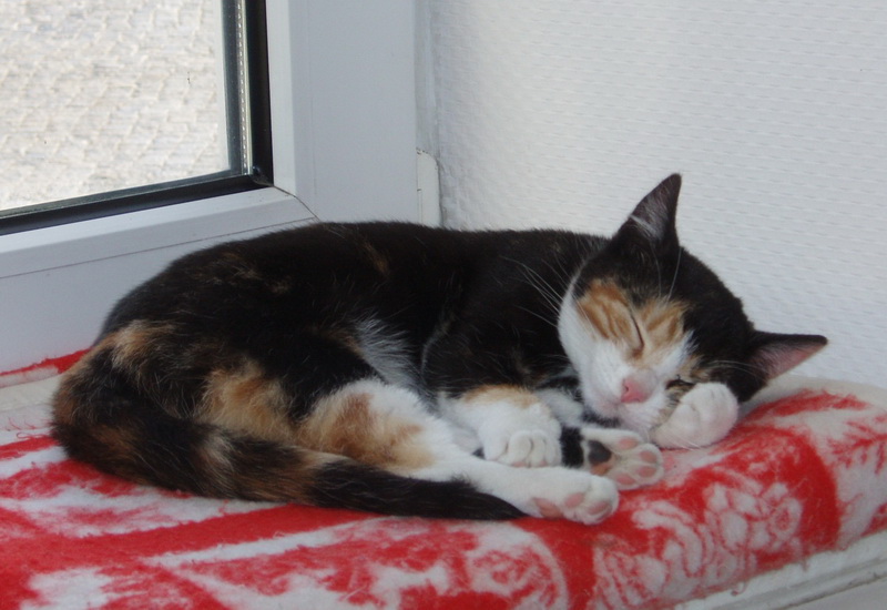 Unsere Katze Lilly
